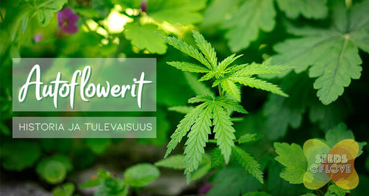 Autoflowerit – Historia ja tulevaisuus