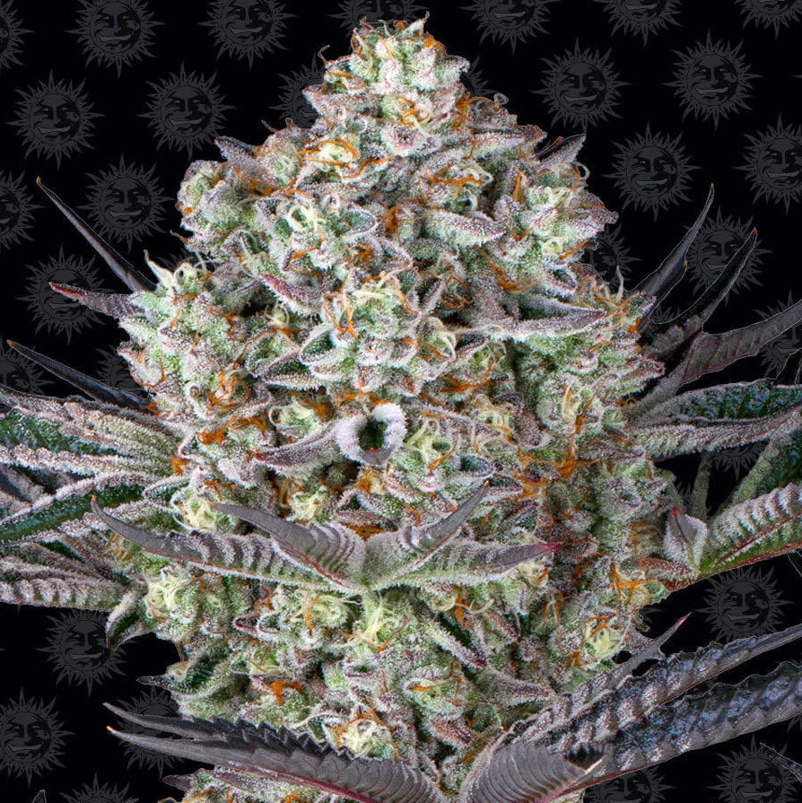 Barney's Farm Dos Si Dos 33