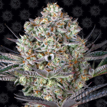 Barney's Farm Dos Si Dos 33