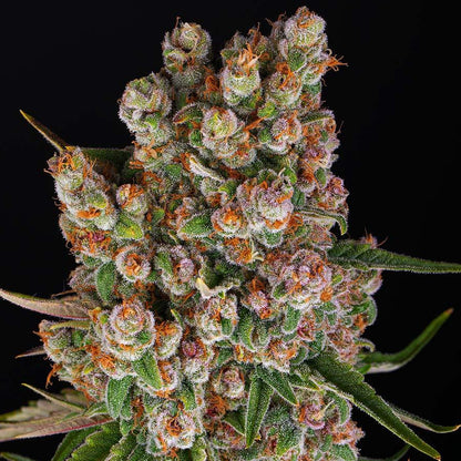 Barney's Farm GMO Auto