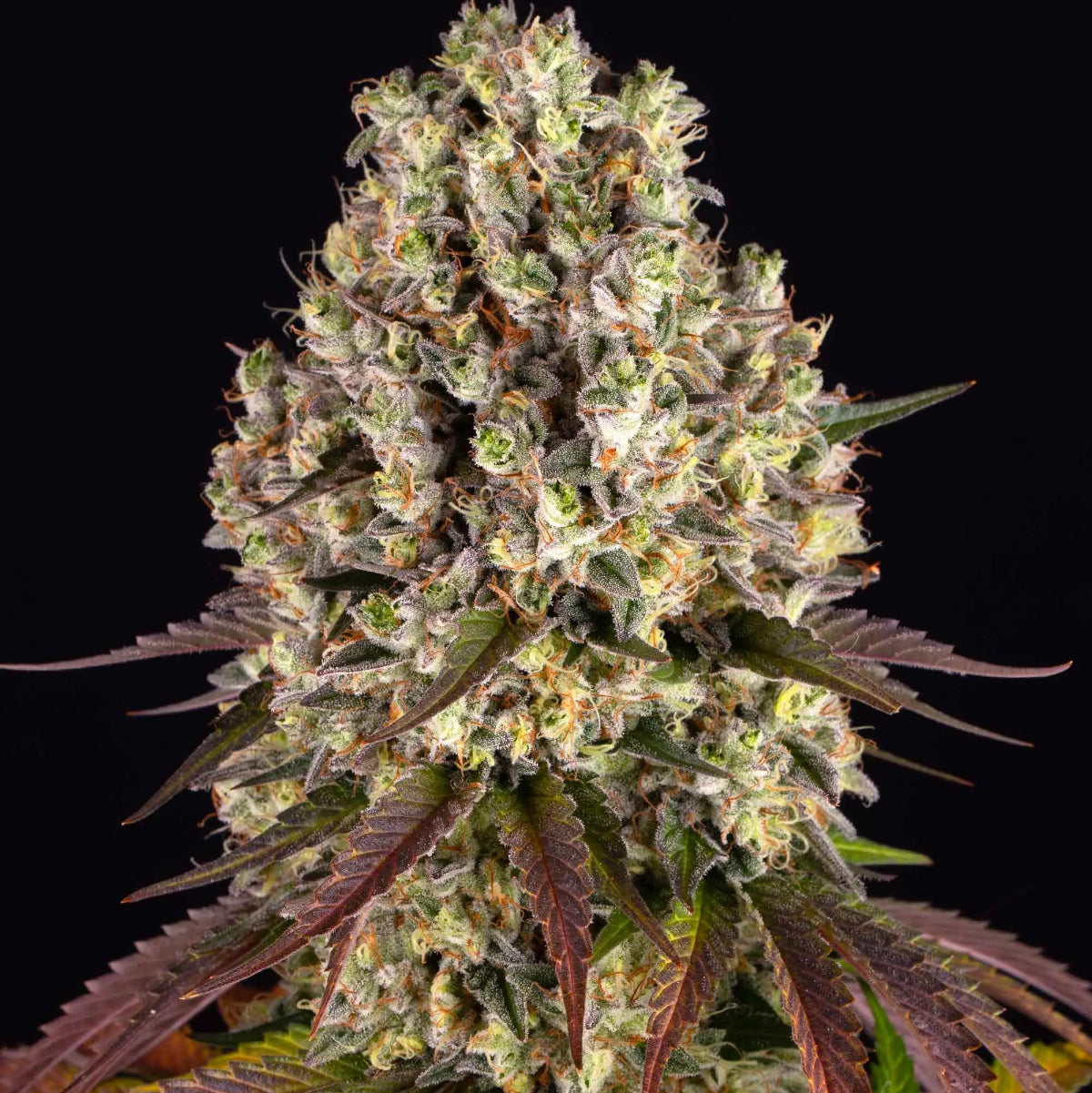 Sour Diesel Barney's Farm