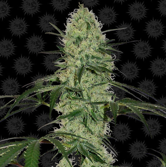 Barney's Farm Tangerine Dream Auto