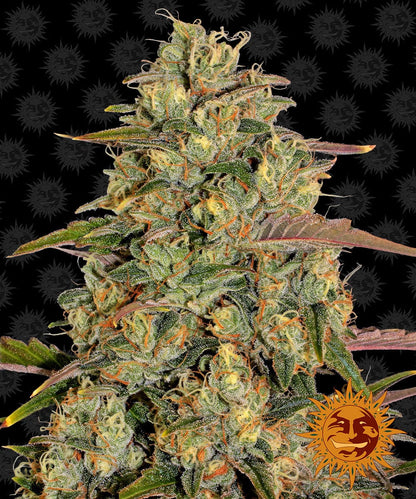 Barney's Farm Amnesia Lemon